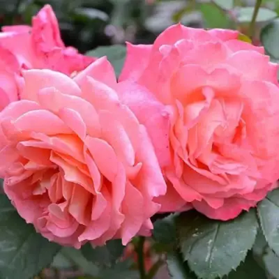 Роза ИНСТИТУТ ЛЮМЬЕР шраб в Орше