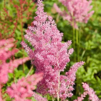 Астильба РЕЙНЛЕНД японская в Орше