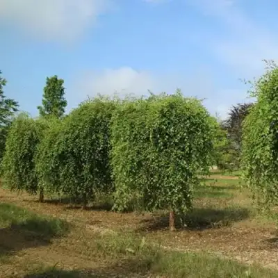 Береза САММЕР КАСКАД черная в Орше