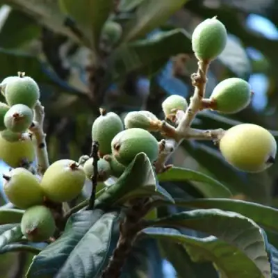 МУШМУЛА  в Орше