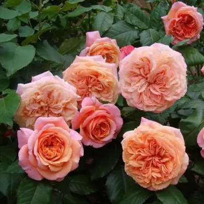 Роза ЧИППЕНДЕЙЛ чайно-гибридная в Орше