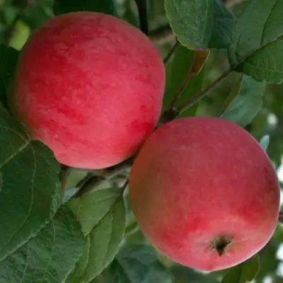 Яблоня СУЙСЛЕПСКОЕ (МАЛИНОВКА) в Орше