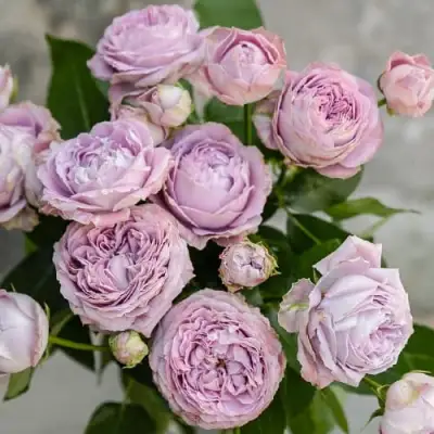 Роза ЛАВАНДЕР БАБЛС спрей в Орше