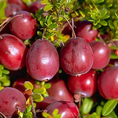 Клюква БЕН ЛИР в Орше