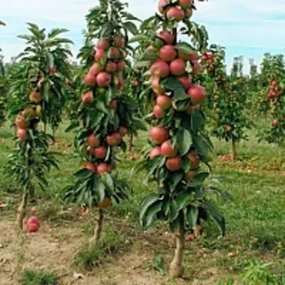 Яблоня ЯНТАРНОЕ ОЖЕРЕЛЬЕ колонновидная в Орше