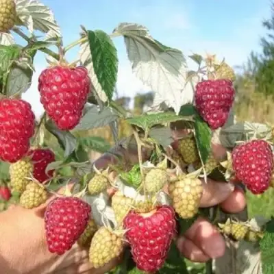 Малина ЖАР-ПТИЦА в Орше