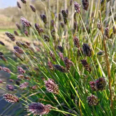 Сейслерия ХЕФЛЕРА в Орше