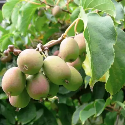 Актинидия ЛЮСИ аргута  в Орше