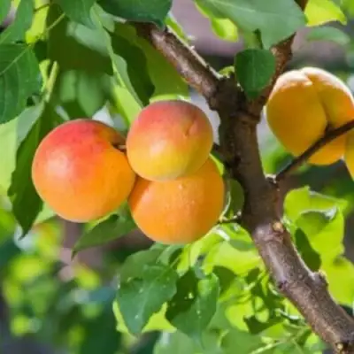 Абрикос РИТАУСМА в Орше