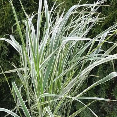 Вейник ОВЕРДАМ остроцветковый в Орше