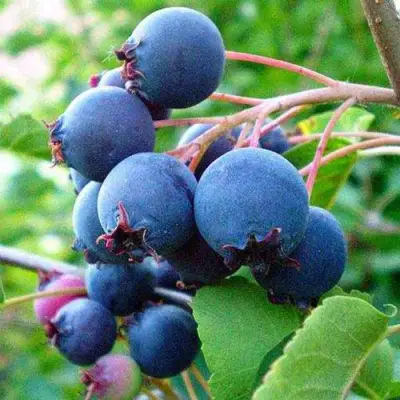 Ирга ПЕМБИНА в Орше