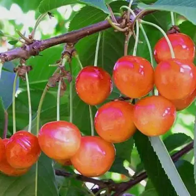 Черешня НАСЛАЖДЕНИЕ в Орше