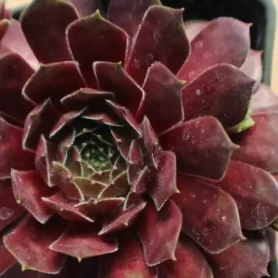 Молодило БЛЭК МОУНТЭЙН в Орше