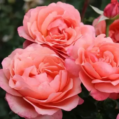Роза КОРАЛ ЛИОНС РОУЗ флорибунда в Орше