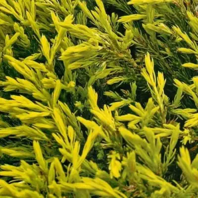 Можжевельник ЛАЙМ ГЛОУ горизонтальный  в Орше