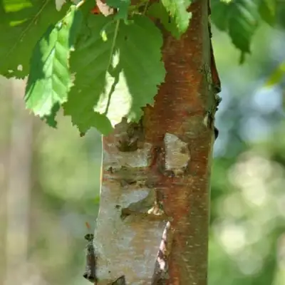 Береза бумажная в Орше