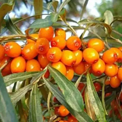 Облепиха БОТАНИЧЕСКАЯ в Орше