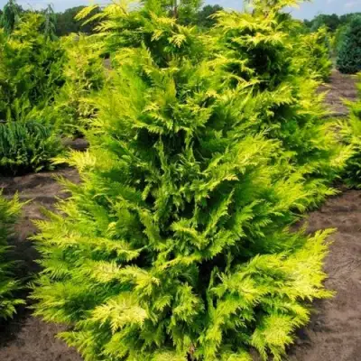 Кипарисовик ГОЛДЕН ВОНДЕР лавсона в Орше