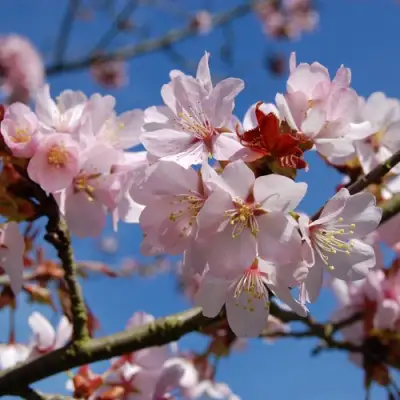 Вишня РАНЧО САРЖЕНТА в Орше
