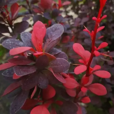 Барбарис РЕД ПИЛЛАР тунберга в Орше