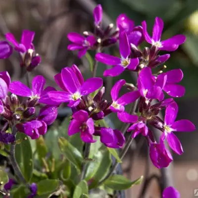 Арабис РОУЗ делайт в Орше