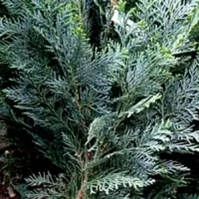 Кипарисовик ДАРТС БЛЮ РИББОН лавсона в Орше