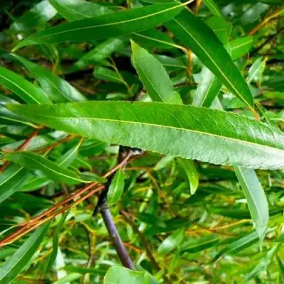 Ива ломкая  в Орше