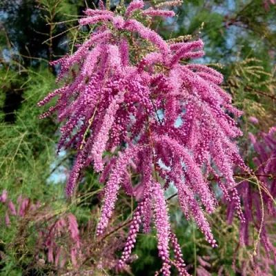 Тамарикс ПИНК КАСКАД в Орше