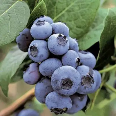 Голубика ПАТРИОТ в Орше