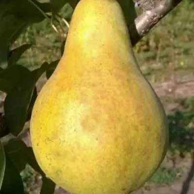 Груша КОНКОРД в Орше