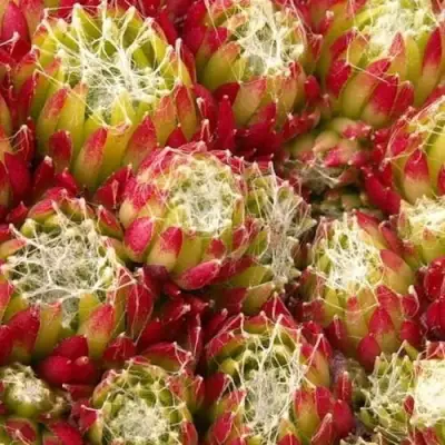 Молодило ХУКЕРА в Орше