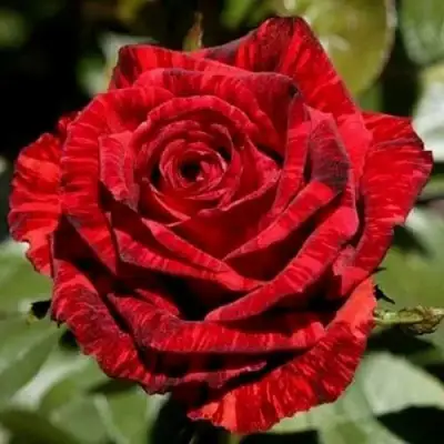 Роза РЕД ИНТУИШН чайно-гибридная в Орше