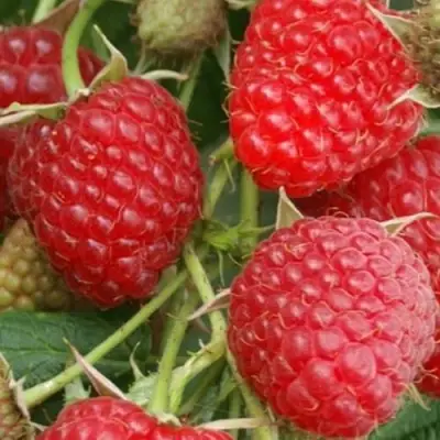 Малина КОЛОКОЛЬЧИК в Орше