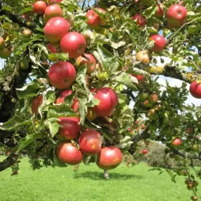 Яблоня ОРЛИК в Орше