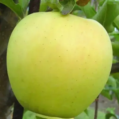 Яблоня ГОЛДЕН ДЕЛИШЕС в Орше