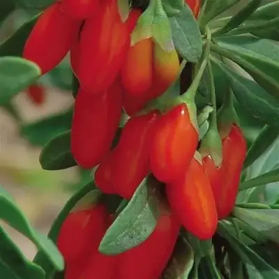 Годжи ВЯЧЕСЛАВ в Орше