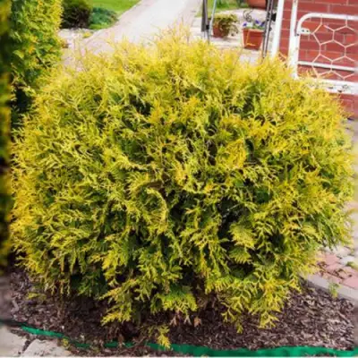 Туя КОЛЛЕРС ГОЛД складчатая в Орше