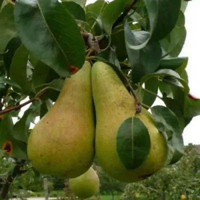 Груша КОНКОРД в Орше
