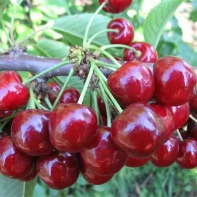 Вишня ДЕСЕРТНАЯ МОРОЗОВОЙ в Орше