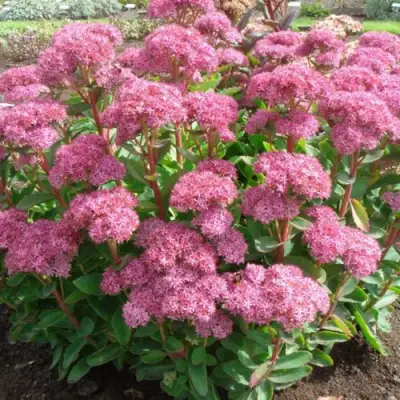 Очиток (седум) КАРЛ видный в Орше