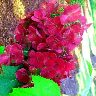 Гортензия АМЕТИСТ дуболистная в Орше