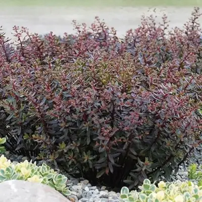 Очиток (седум) САНСПАРКЛЕР ДЖЕЙД ТАФФЕТ в Орше