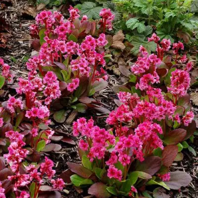 Бадан ФЛИРТ в Орше