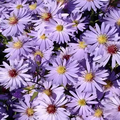 Астра БЛЮ ХЕВЕН сердцелистная в Орше