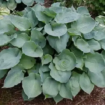 Хоста МУНЛАЙТ СОНАТА гибридная в Орше