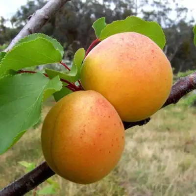 Абрикос ОРЛОВЧАНИН  в Орше