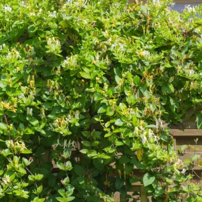 Жимолость ХАЛЛИАНА японская (Хелиана) в Орше