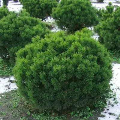 Сосна горная МУГУС в Орше