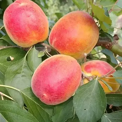 Абрикос ОСОБЕННЫЙ ДЕНИСЮКА в Орше