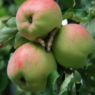 Яблоня УТРО в Орше